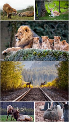 Wild animals (Big Pack 10)