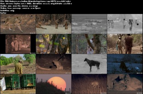 PBS Nature - India's Wandering Lions (2016) 720p HDTV x264 AAC-Mvgroup