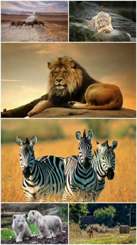 Wild animals (Big Pack 9)