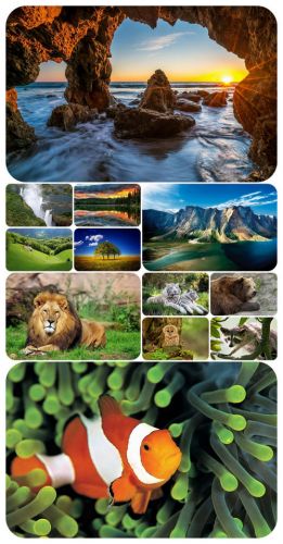 Wallpapers - Nature and animals 21