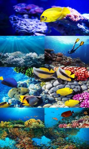 Underwater World (set 10)