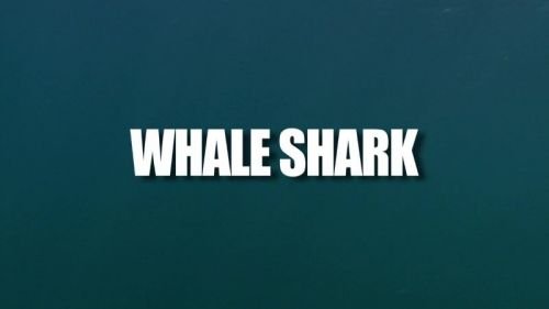 BBC Natural World - Whale Shark (2008) 720p HDTV x264-MVGroup