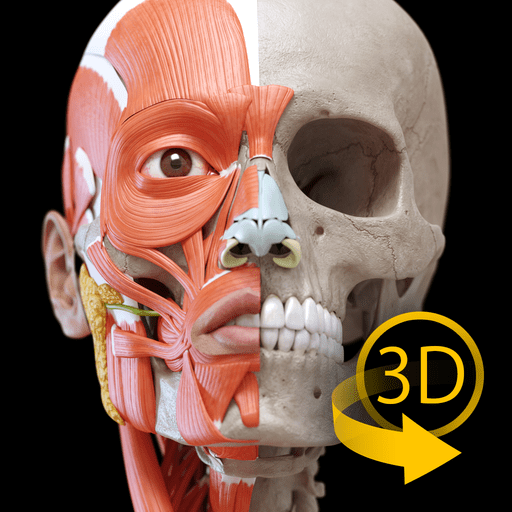 Muscular System: 3D Atlas of Anatomy v1.3.2