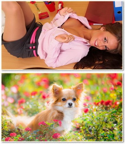Wallpapers on a desktop 951