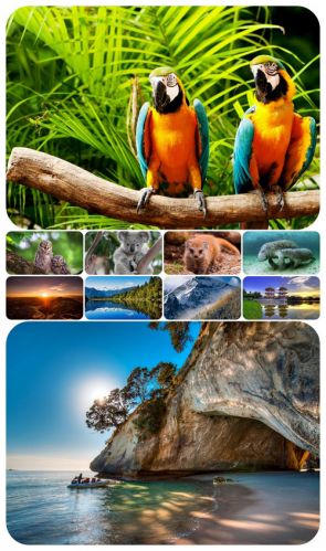 Wallpapers - Nature and animals 26