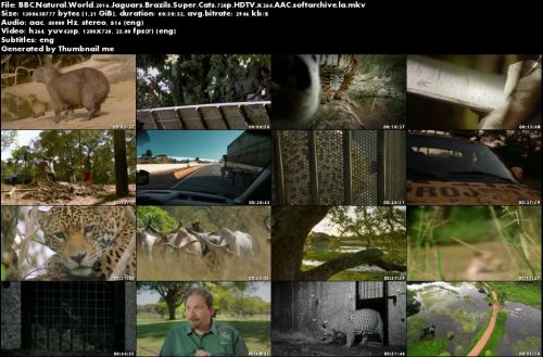 BBC Natural World - Jaguars: Brazil's Super Cats (2016)