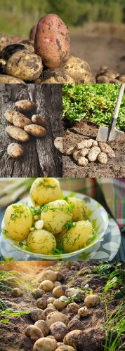 Potato 2
