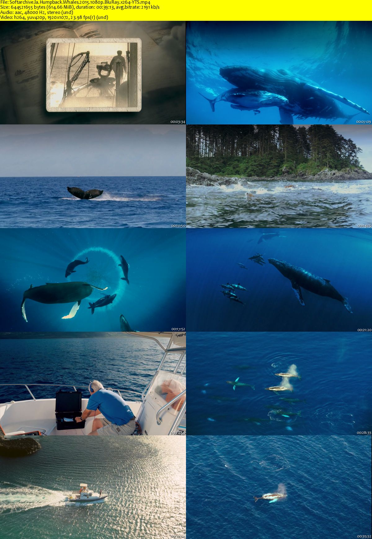Download Humpback Whales 2015 1080p Bluray X264 Yts Softarchive