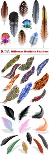 Vectors - Different Realistic Feathers