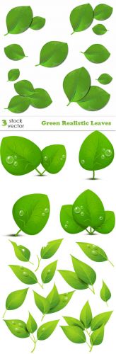 Vectors - Green Realistic Leaves