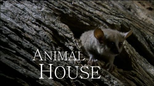 BBC Natural World - Animal House (2011) (2016) 720p+1080p HDTV x264-MVGroup