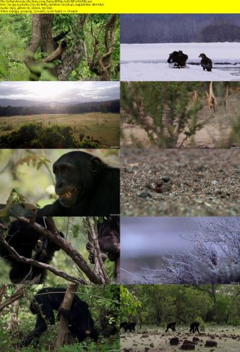 Life Story 2014 Part4 BRRip XviD MP3-RARBG