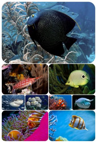 100 Wallpaper Fish