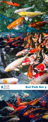 Photos -- Koi Fish Set 3