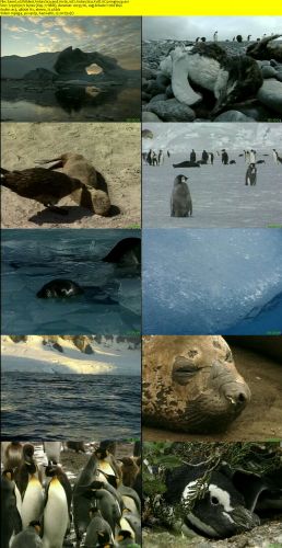 Wildest Antarctica and Arctic 1998 1of2 Antarctica XviD AC3 mvgroup