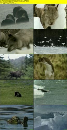 Wildest Antarctica and Arctic 1998 2of2 Arctic XviD AC3 mvgroup