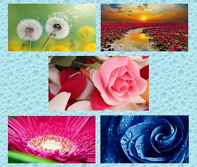 Flower's Wallpaper Collection