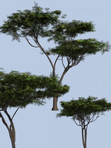 Umbrella Acacia DR