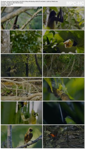 Planet Earth II S01 2160p UHD BluRay HDR DTS-HD MA5.1 x265-ULTRAHD