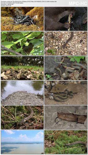 The Secret Life of Snakes 2016 2160p CUR WEB-DL DD+ 2.0 x264-monkee