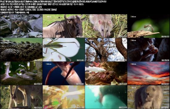 National Geographic - Worlds Deadliest Animal Ninja Warriors 2016 720p HDTV x264-SQUEAK