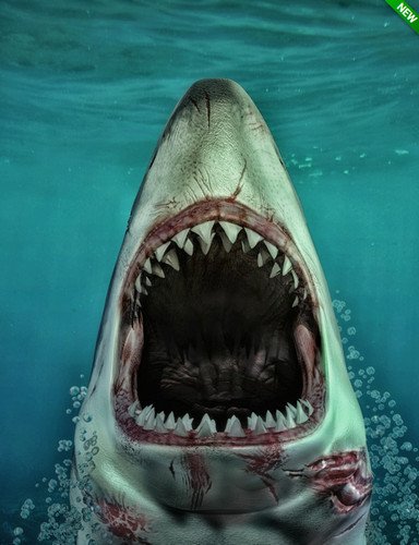 Sharks by AM: Great White 