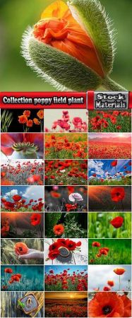 Collection poppy field plant nature landscape 25 HQ Jpeg