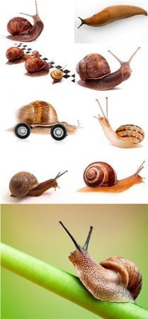 Snail - 9UHQ JPEG