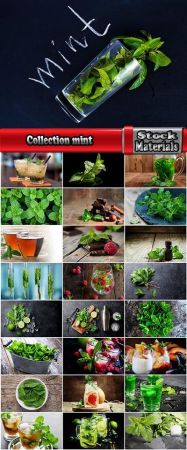 Collection mint leaf leaf plant mint drink freshness 25 HQ Jpeg