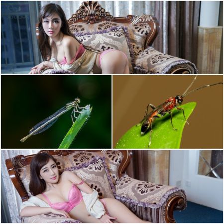 Insect HD &amp; Sexy Girl Wallpaper