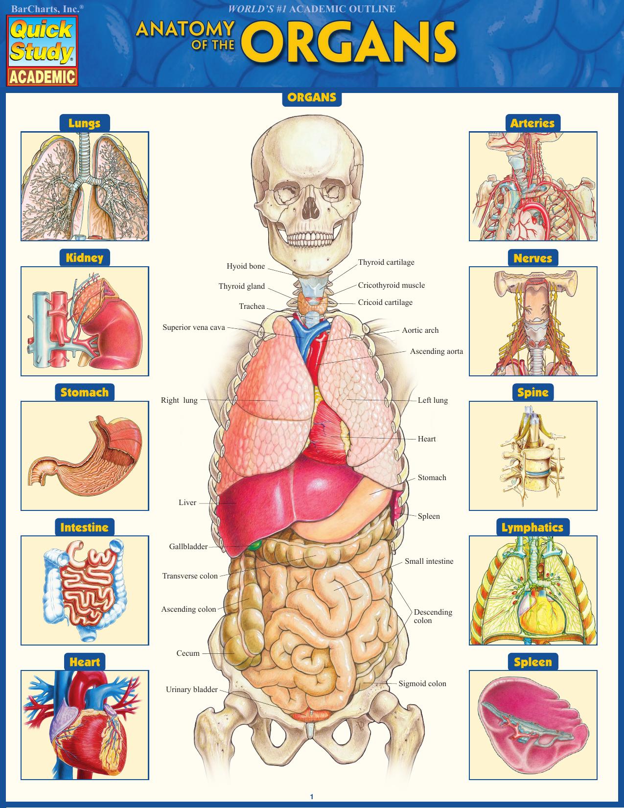 Download Anatomy of the Organs (Quick Study Academic) - SoftArchive