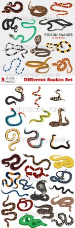 Vectors - Different Snakes Set