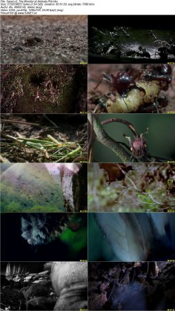 The Wonder of Animals 2014 720p BluRay x264 DTS DiVERSiTY