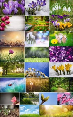 Spring nature forest grass sprout sprout tulip flower snowdrop 25 HQ Jpeg
