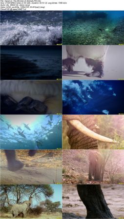 The Wonder of Animals 2014 720p BluRay x264 DTS DiVERSiTY