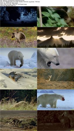 The Wonder of Animals 2014 720p BluRay x264 DTS DiVERSiTY