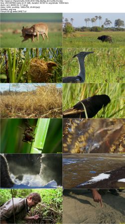 Planet Earth II 2016 720p BluRay AC3 x264-ZQ