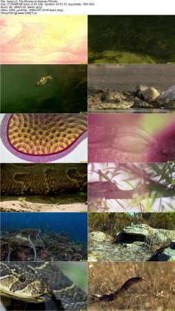 The Wonder of Animals 2014 720p BluRay x264 DTS DiVERSiTY