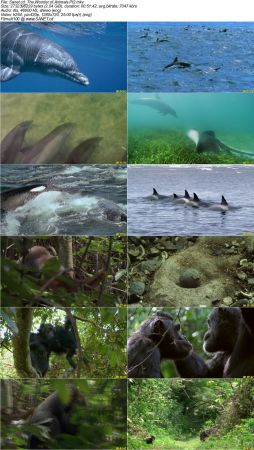 The Wonder of Animals 2014 720p BluRay x264 DTS DiVERSiTY