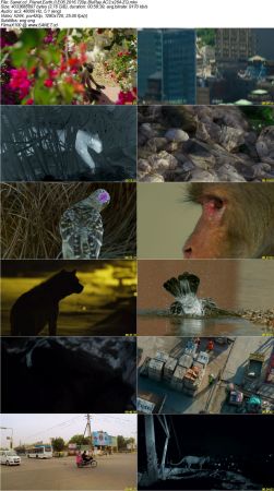 Planet Earth II 2016 720p BluRay AC3 x264-ZQ