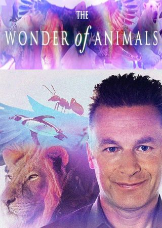 The Wonder of Animals 2014 720p BluRay x264 DTS DiVERSiTY