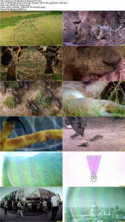 The Wonder of Animals 2014 720p BluRay x264 DTS DiVERSiTY