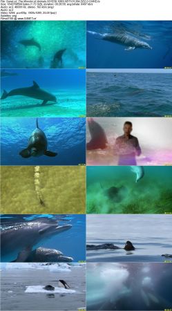 The Wonder of Animals S01 1080i HDTV H264 DD2.0-CtrlHD