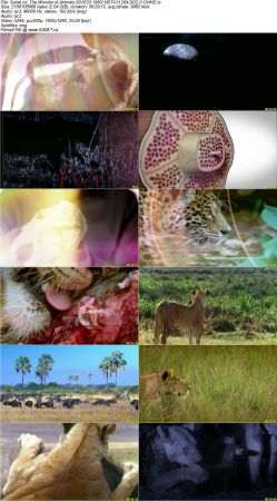 The Wonder of Animals S01 1080i HDTV H264 DD2.0-CtrlHD