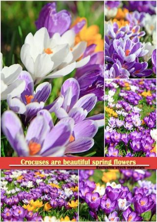 Crocuses are beautiful spring flowers