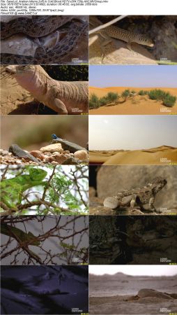 Blink Films - Arabian Inferno 2017 HDTV x264 720p AAC MVGroup