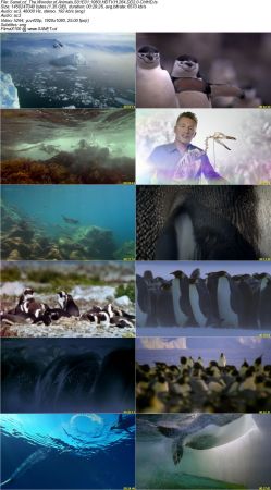 The Wonder of Animals S01 1080i HDTV H264 DD2.0-CtrlHD