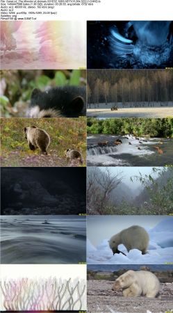 The Wonder of Animals S01 1080i HDTV H264 DD2.0-CtrlHD
