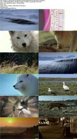 The Wonder of Animals S01 1080i HDTV H264 DD2.0-CtrlHD