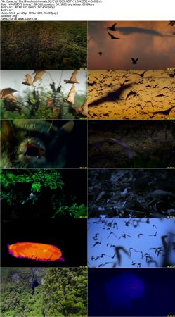 The Wonder of Animals S01 1080i HDTV H264 DD2.0-CtrlHD